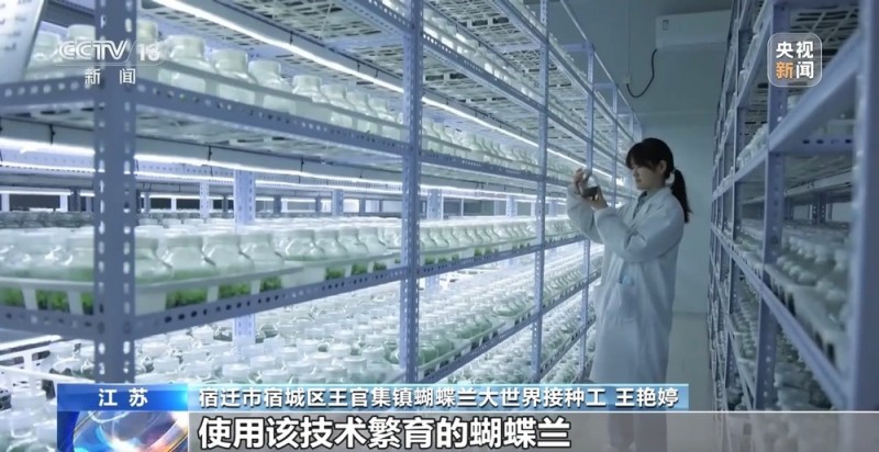 定时开花、抢“鲜”抵达……“鲜花经济”持续绽放新活力