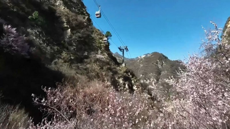 踏春赏花享胜景 文旅融合热力足――透视清明小长假出行消费亮点