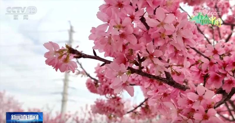 科技赋能让农业有“智”更有“质” “春赏花、秋收粮”模式拓宽群众增收渠道