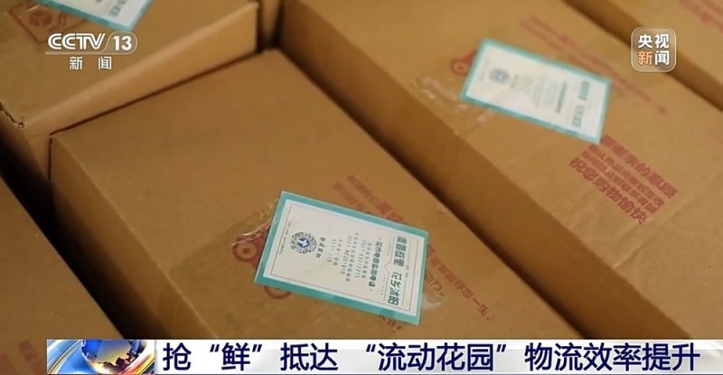 定时开花、抢“鲜”抵达……“鲜花经济”持续绽放新活力