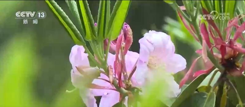 “颜值”变“产值” “赏花游”助推文旅经济“春色满园”