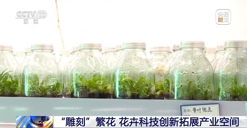 定时开花、抢“鲜”抵达……“鲜花经济”持续绽放新活力