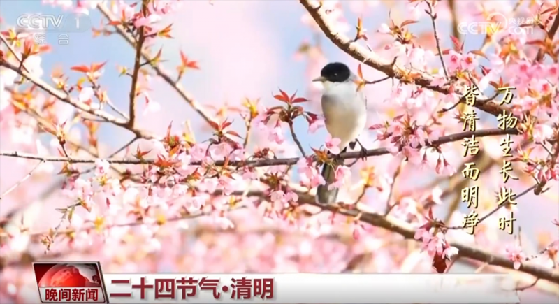“梨花风起正清明” 神州大地春和景明 恰是一年春好处