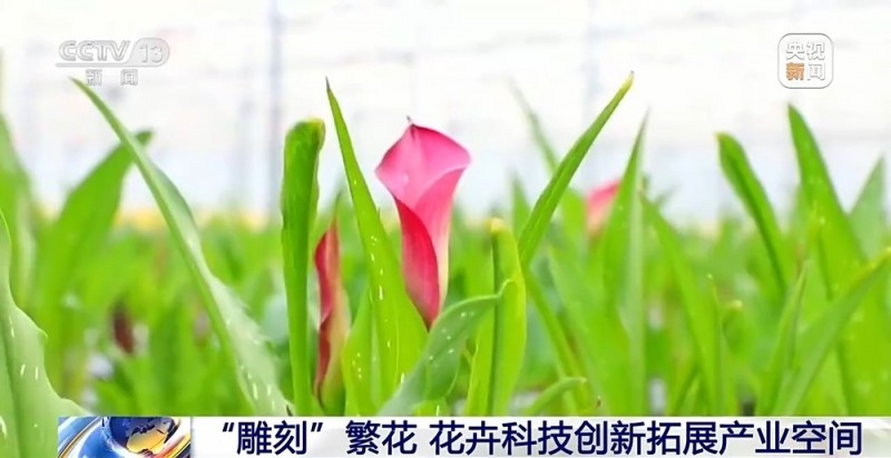 定时开花、抢“鲜”抵达……“鲜花经济”持续绽放新活力