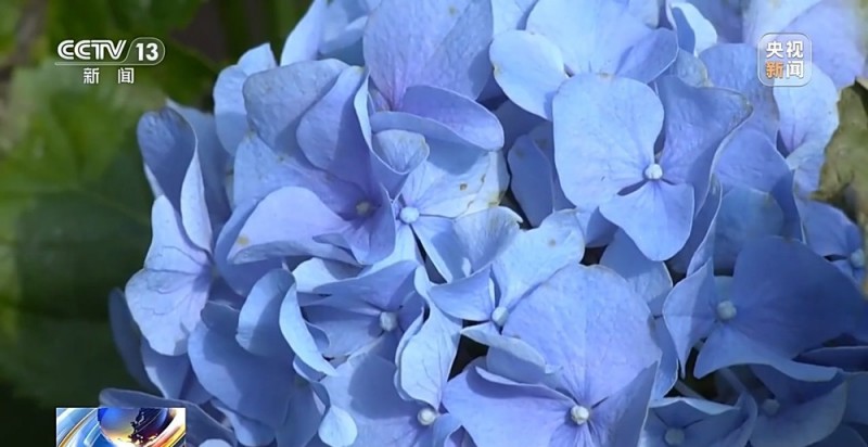 定时开花、抢“鲜”抵达……“鲜花经济”持续绽放新活力