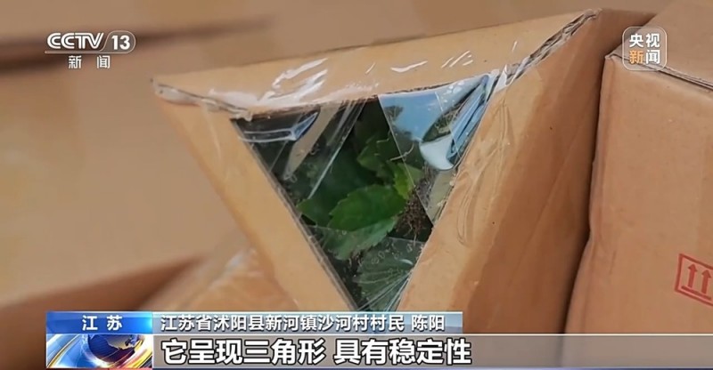 定时开花、抢“鲜”抵达……“鲜花经济”持续绽放新活力