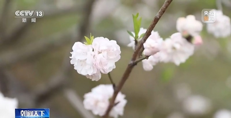 定时开花、抢“鲜”抵达……“鲜花经济”持续绽放新活力