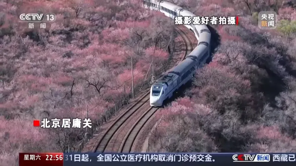 看丹观察丨网红麦田1个月被踩得“伤痕累累”，打卡照不该以糟蹋粮食为代价！