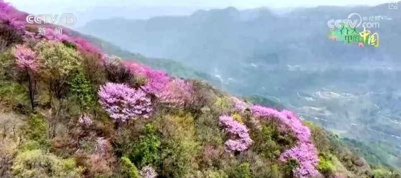 听音乐、赏美景、品美食……“颜值”变“产值”激活乡村春日消费新场景