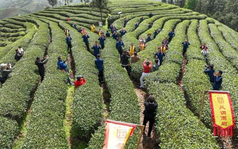 何以中国②丨一杯工夫茶，香飘千万里