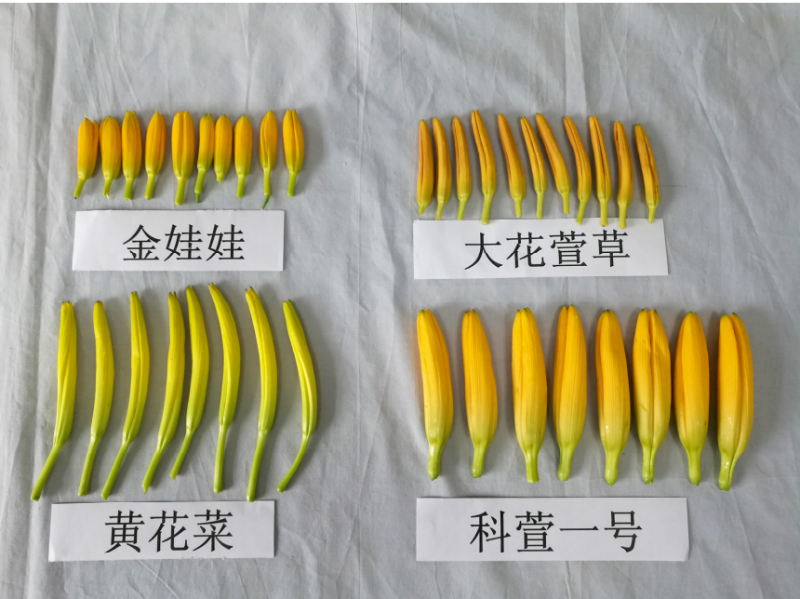 看丹观察丨找“搭子”、写攻略！当年轻人爱上挖野菜……