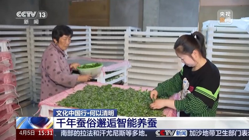 文化中国行丨播种“冰麦”、“龙王”巡游、智能养蚕 他们这样过清明→