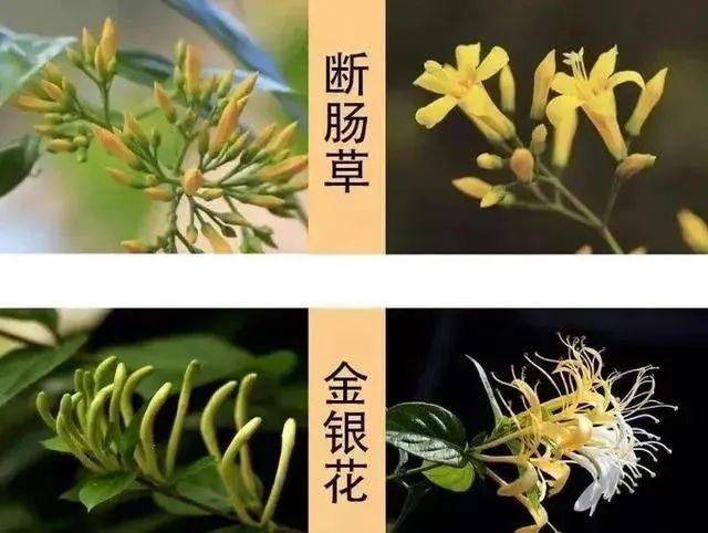 一家6口全中毒，2人进ICU！这种“野菜”千万别采