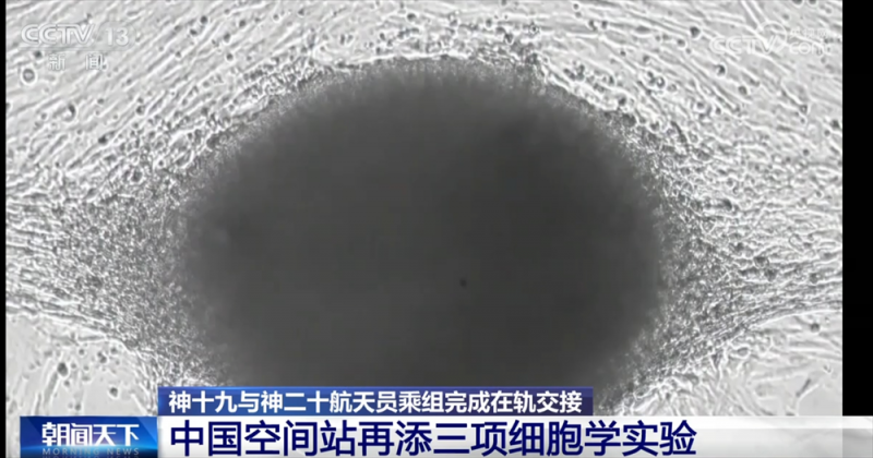 中国空间站“上新”三项细胞学实验 一起期待揭开更多“生命密码”