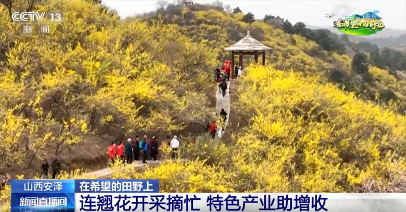 从“赏花1.0”到“产业2.0” 特色产业“以花为媒”绘就乡村振兴新画卷