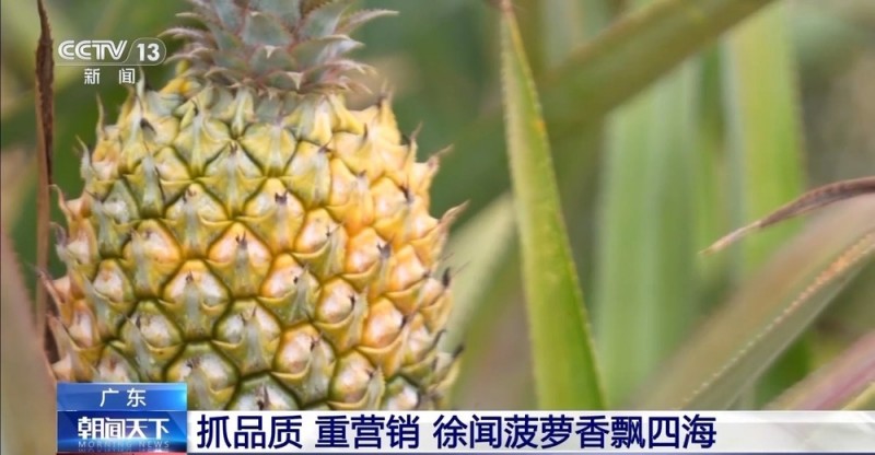 南粤之窗丨水果大省的“新出路”