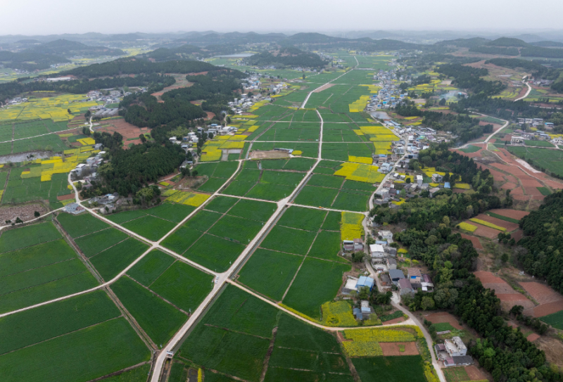 五个关键词看夏季粮油丰收基础稳