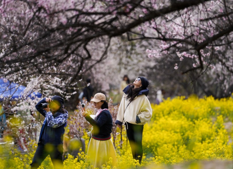 新华全媒+丨灼灼桃花织就高原生态画卷