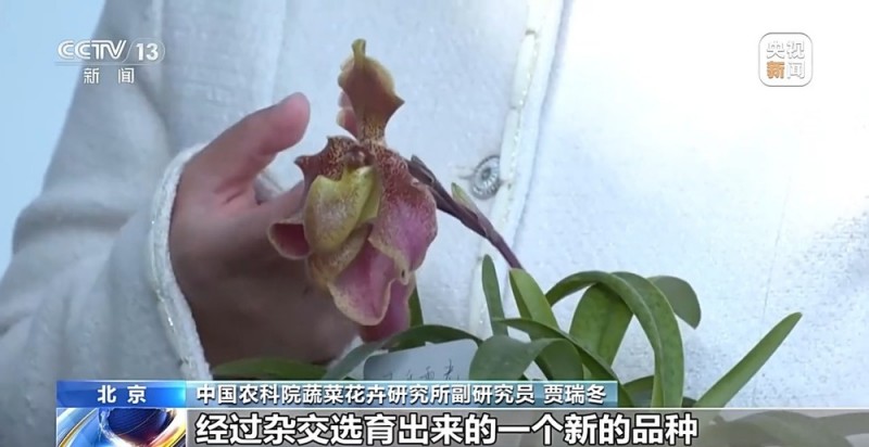 定时开花、抢“鲜”抵达……“鲜花经济”持续绽放新活力