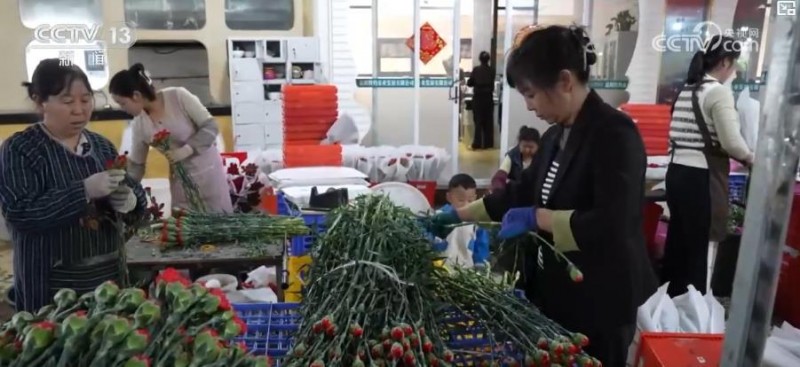 “鲜花经济”一路生花！我国花卉海外贸易持续增长 产业竞争力显著增强