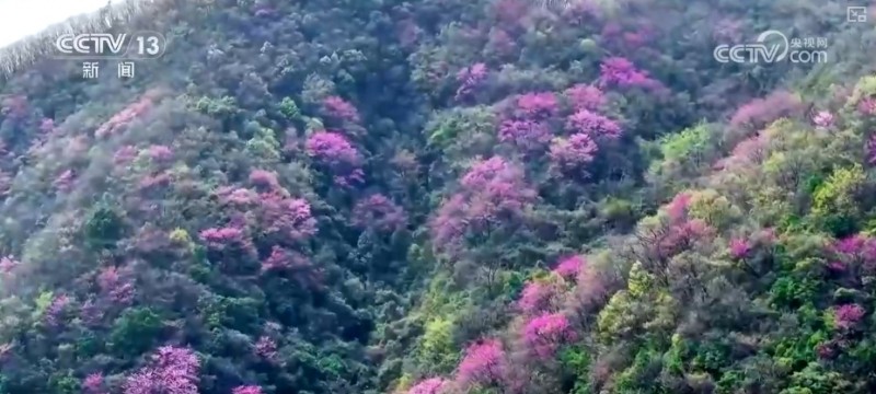 听音乐、赏美景、品美食……“颜值”变“产值”激活乡村春日消费新场景