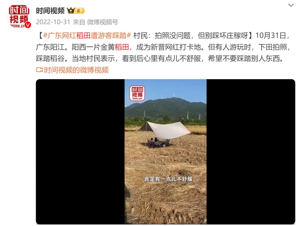 看丹观察丨网红麦田1个月被踩得“伤痕累累”，打卡照不该以糟蹋粮食为代价！