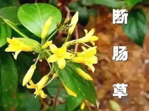 一家6口全中毒，2人进ICU！这种“野菜”千万别采