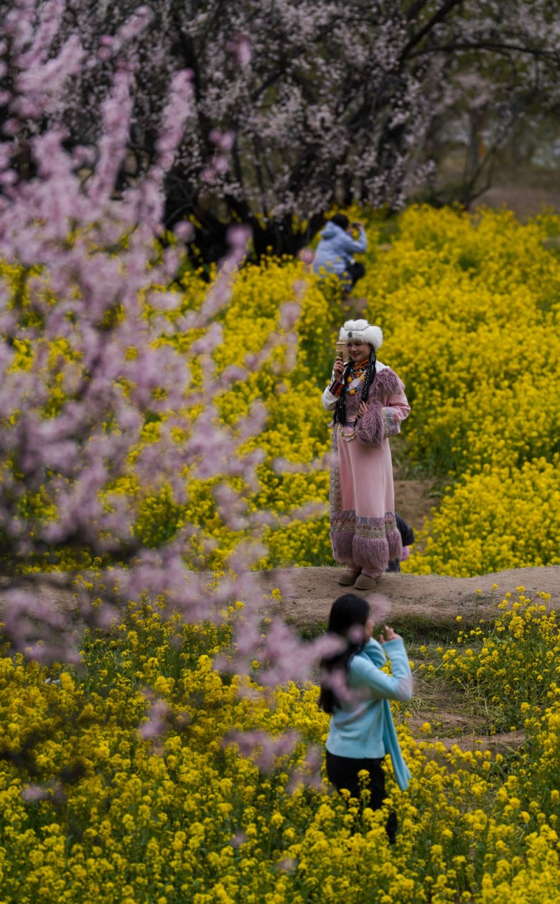 新华全媒+丨灼灼桃花织就高原生态画卷