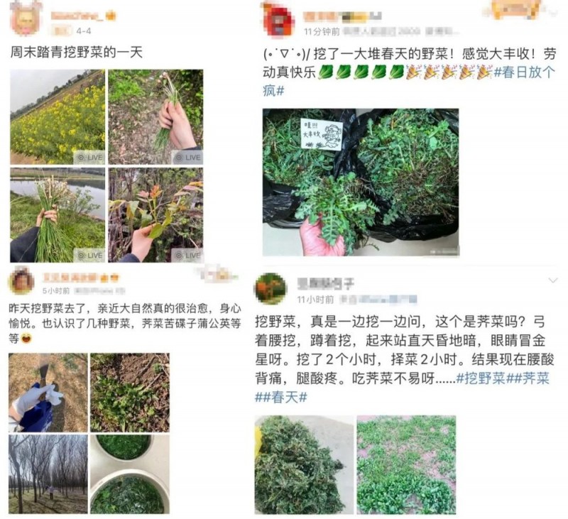 看丹观察丨找“搭子”、写攻略！当年轻人爱上挖野菜……