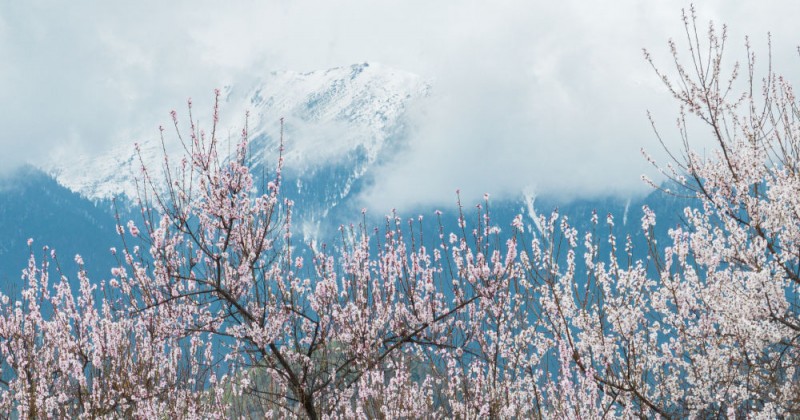 新华全媒+丨灼灼桃花织就高原生态画卷