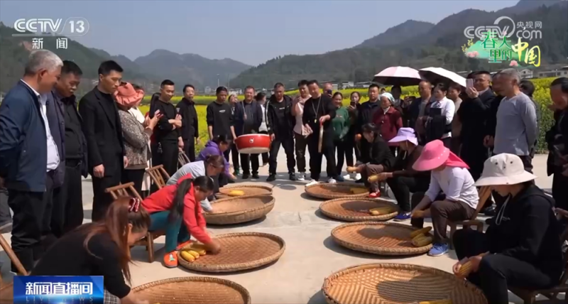 科技赋能让农业有“智”更有“质” “春赏花、秋收粮”模式拓宽群众增收渠道