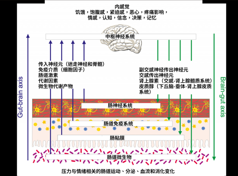 为什么压力一大就胃疼？身体这个“秘密通道” 90% 的人不知道！