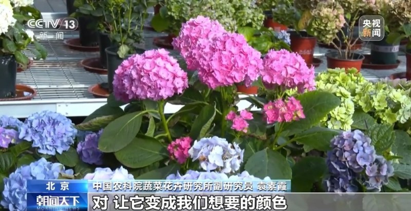 定时开花、抢“鲜”抵达……“鲜花经济”持续绽放新活力