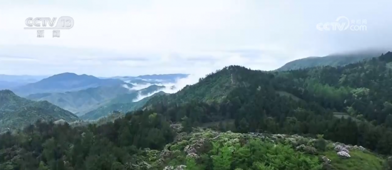 “颜值”变“产值” “赏花游”助推文旅经济“春色满园”
