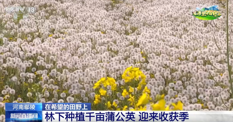 从“赏花1.0”到“产业2.0” 特色产业“以花为媒”绘就乡村振兴新画卷