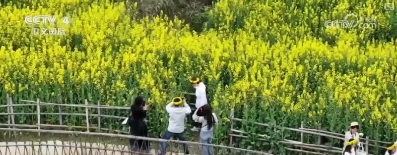 沙漠“锁边”生态日益向好引客来 文旅市场一路繁花释放“新”潜力