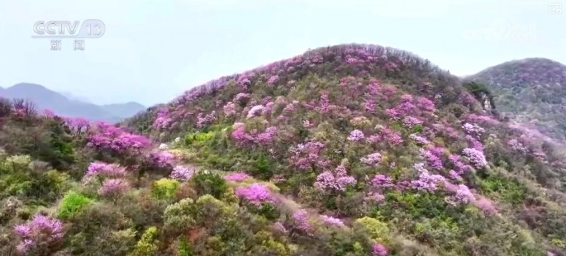 听音乐、赏美景、品美食……“颜值”变“产值”激活乡村春日消费新场景