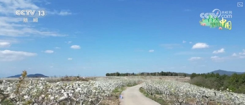 听音乐、赏美景、品美食……“颜值”变“产值”激活乡村春日消费新场景