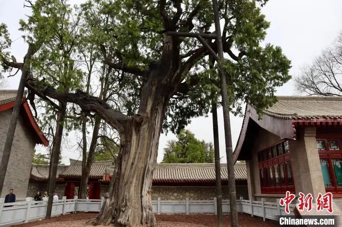人这一辈子，一定要去陕西看这5棵5000年古树！