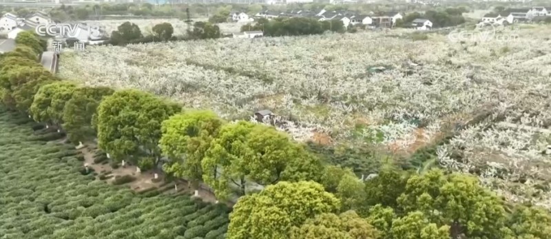 听音乐、赏美景、品美食……“颜值”变“产值”激活乡村春日消费新场景