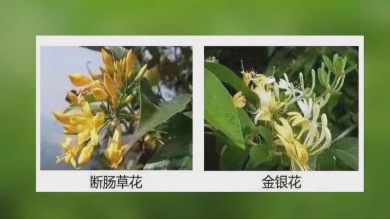 看丹观察丨找“搭子”、写攻略！当年轻人爱上挖野菜……