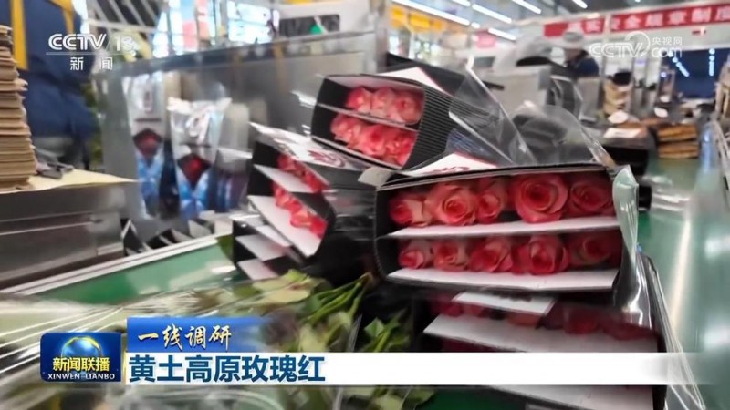 【一线调研】黄土高原玫瑰红