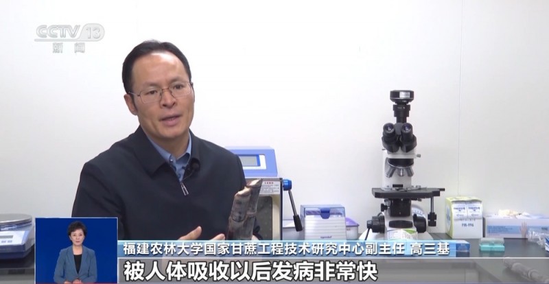 清明前后的甘蔗“毒过蛇”？专家辟谣：元凶是霉菌