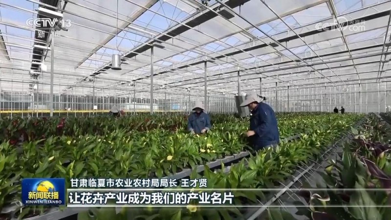 【一线调研】黄土高原玫瑰红