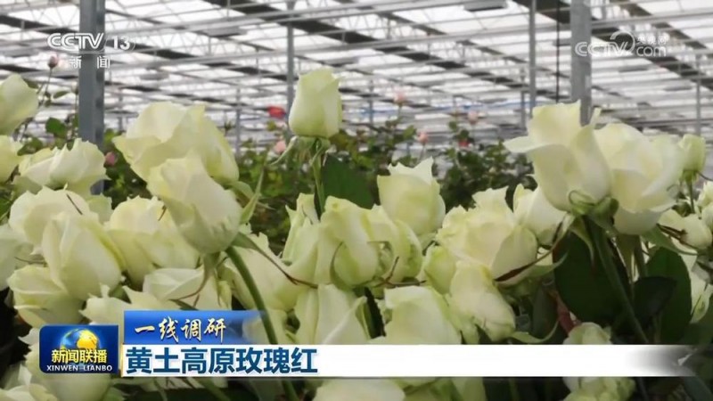 【一线调研】黄土高原玫瑰红