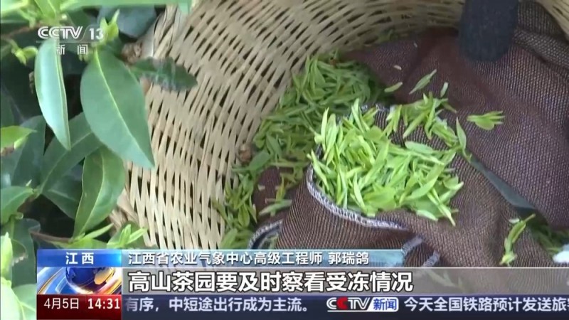清明也分“早晚前后” 揭秘藏在节气里的农事密码