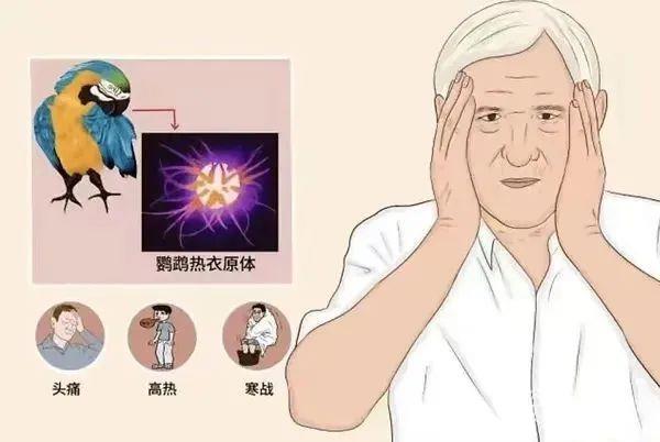 严重可致死 养鸟爱好者需警惕这个“隐形杀手”