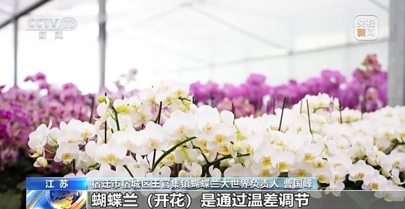 定时开花、抢“鲜”抵达……“鲜花经济”持续绽放新活力