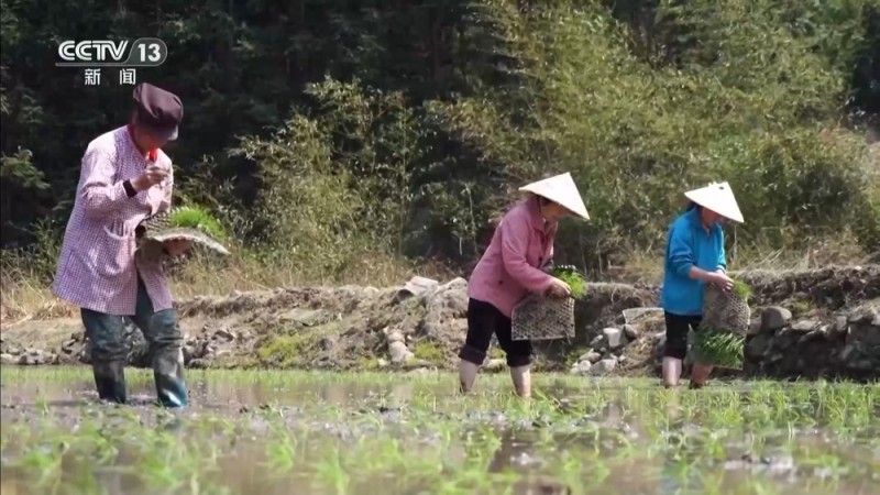清明也分“早晚前后” 揭秘藏在节气里的农事密码