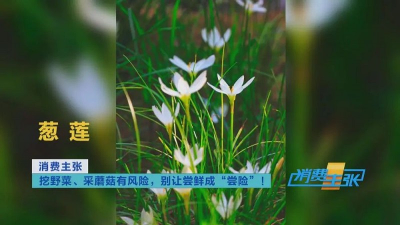 看丹观察丨找“搭子”、写攻略！当年轻人爱上挖野菜……